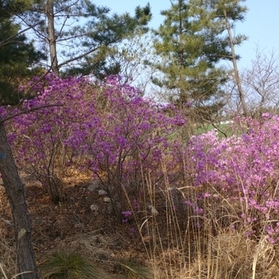포항에도 봄의 전령사 진달래꽃이 만개하다